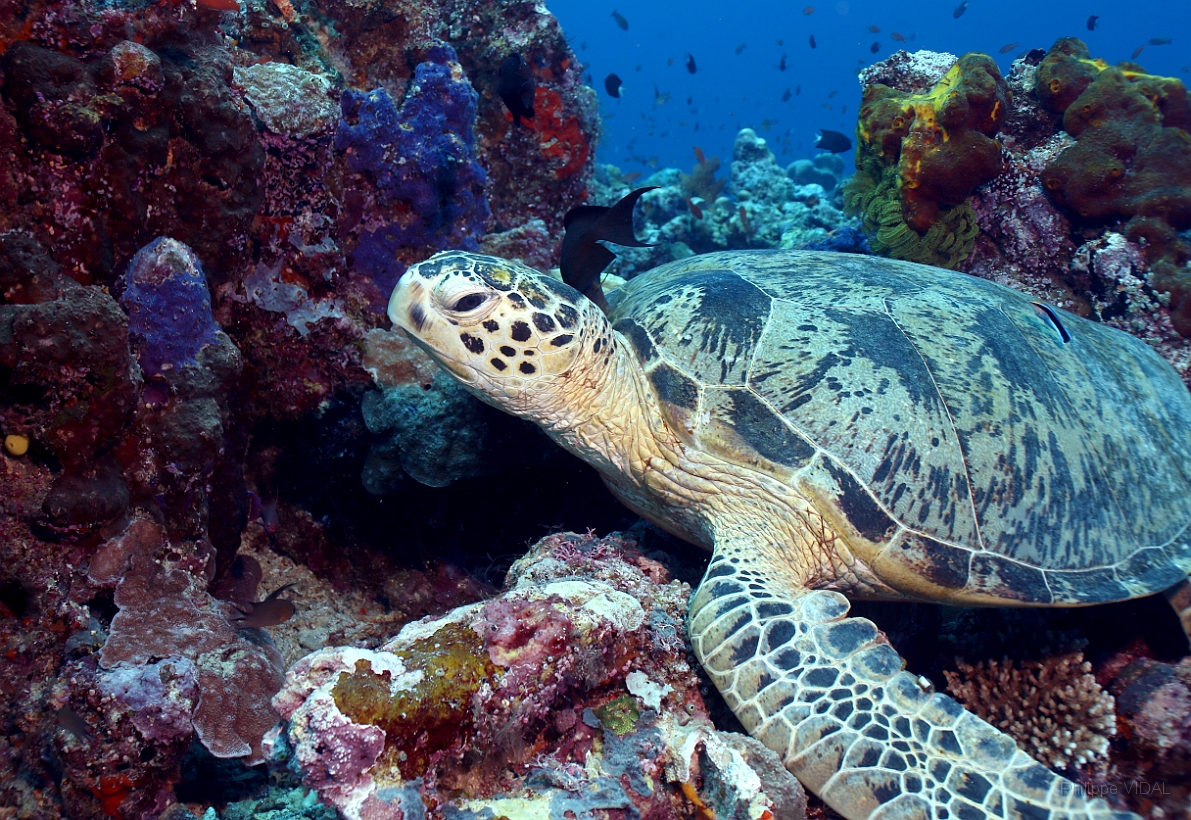 Sipadan_2015_Tortue Franche_Chelonia mydas_IMG_2254_rc.jpg